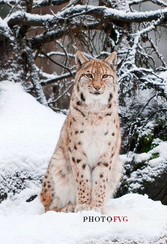 Lynx
(lynx lynx) in the forest