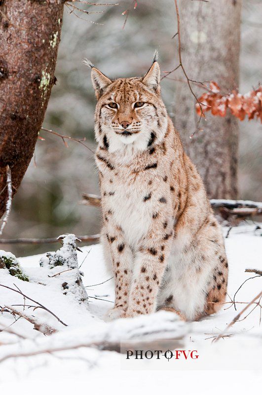 Lynx
(lynx lynx) in the forest