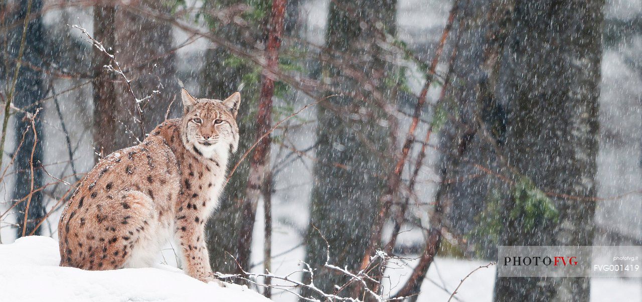 Lynx
(lynx lynx) in the forest under an intense snowfall