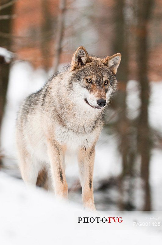 Wolf (canis lupus) in the
forest