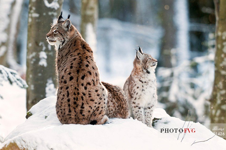 Lynx
(lynx lynx) in the forest