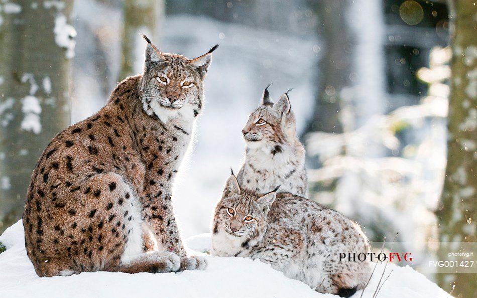 Lynx
(lynx lynx) in the forest