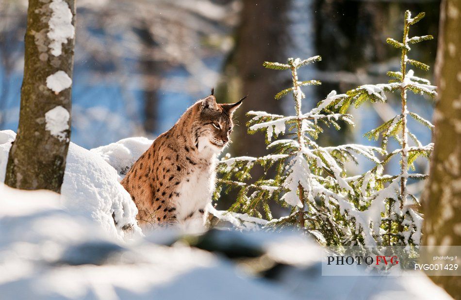 Lynx
(lynx lynx) in the forest