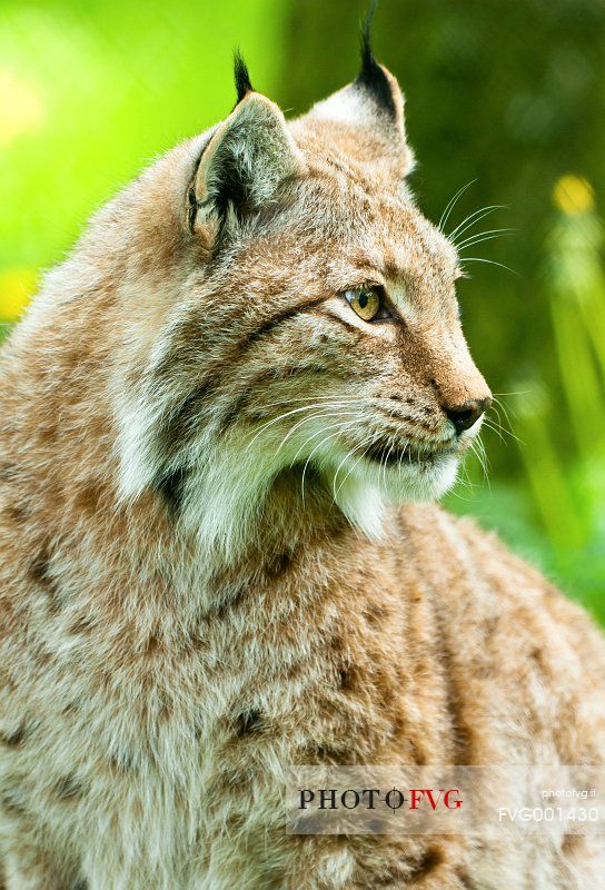 Lynx
(lynx lynx) in the forest