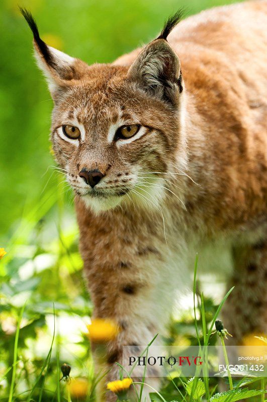 Lynx
(lynx lynx) in the forest