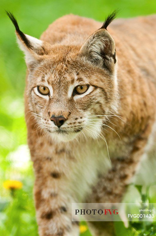 Lynx
(lynx lynx) in the forest