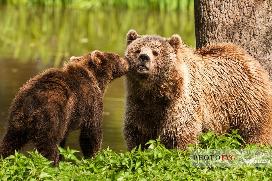 Summer,
bear (ursus arctos) in the
river, mother and pup