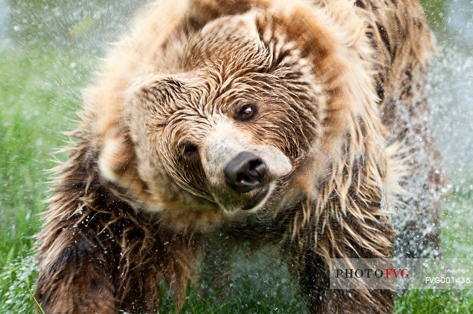 Summer,
bear (ursus arctos) in the
river