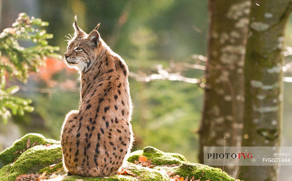 Lynx
(lynx lynx) in the forest