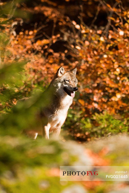 Wolf (canis lupus) in the
forest