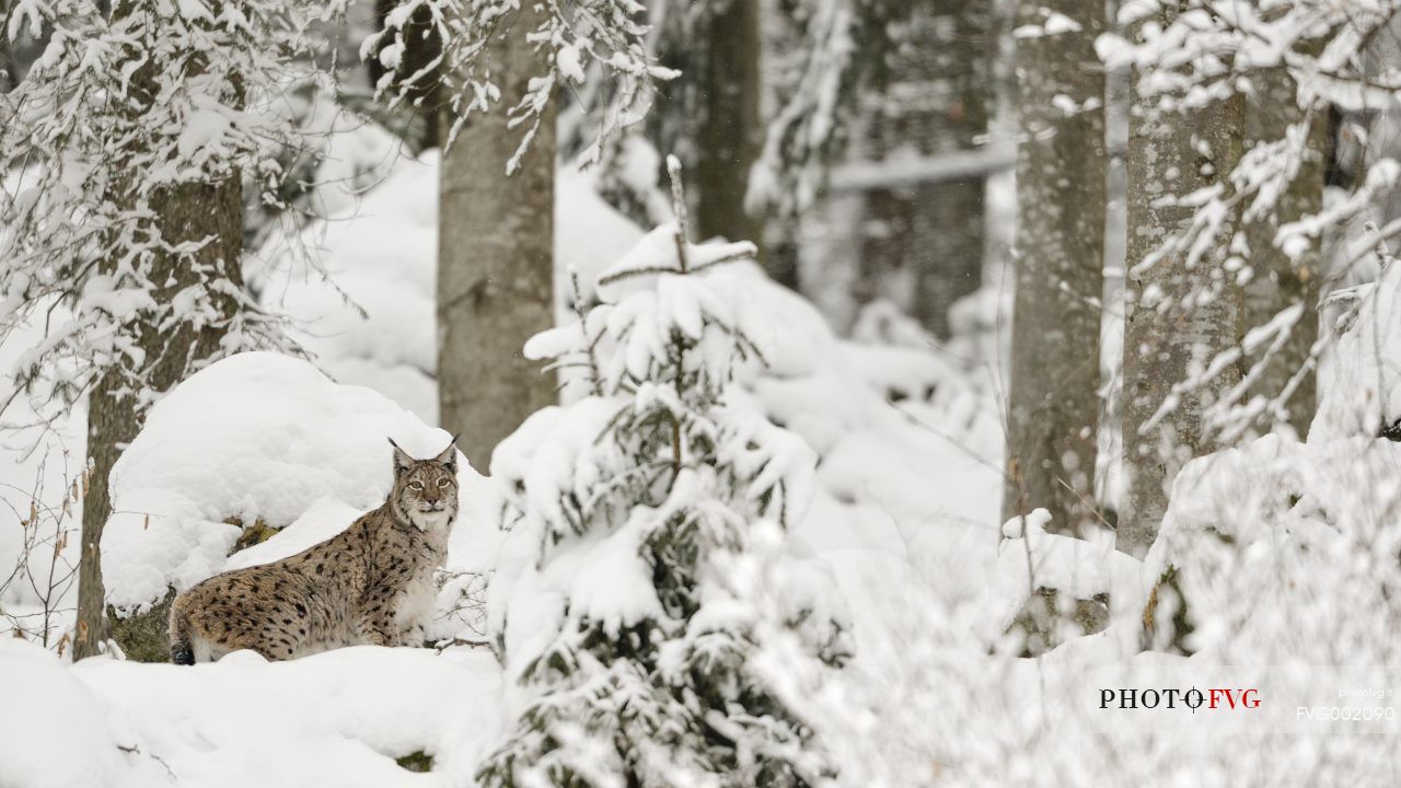 Linci (Lynx Lynx) in the
forest under an intense snowfall