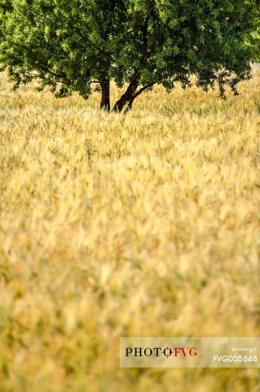tree among rhe qeat fields