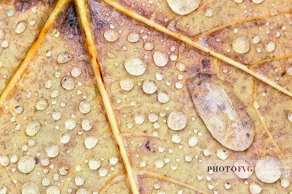 drops of the first autumn rains are placed on the fallen leaves