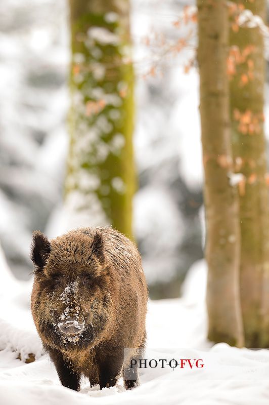 The Boar advances in the woods after a snowfall