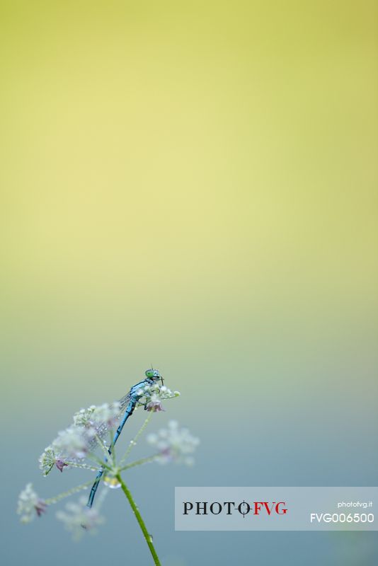 the lightness of the dragonfly waitng for the first rays of sun