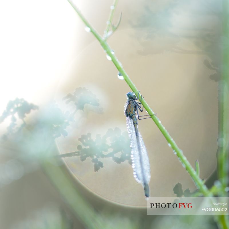the lightness of the dragonfly waitng for the first rays of sun