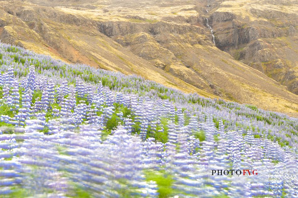 lupine flowers as a far as the eye color the volcanic soils of iceland