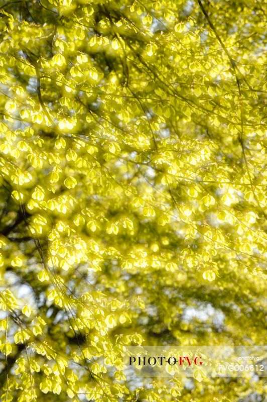 the green of the beech leaves in backlight