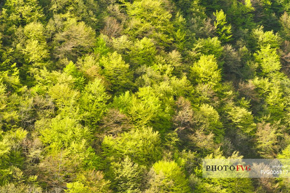 the many shades of beech forest on awakening