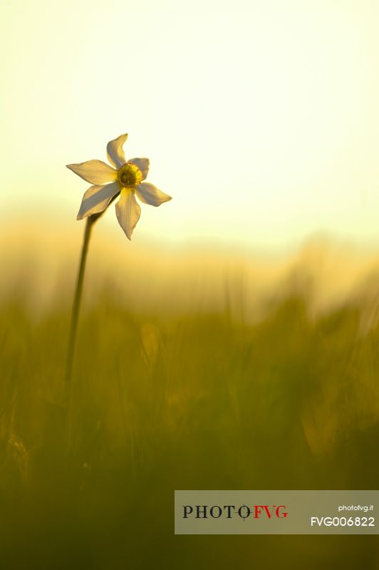 the elegance of backlight daffodil in the dawn