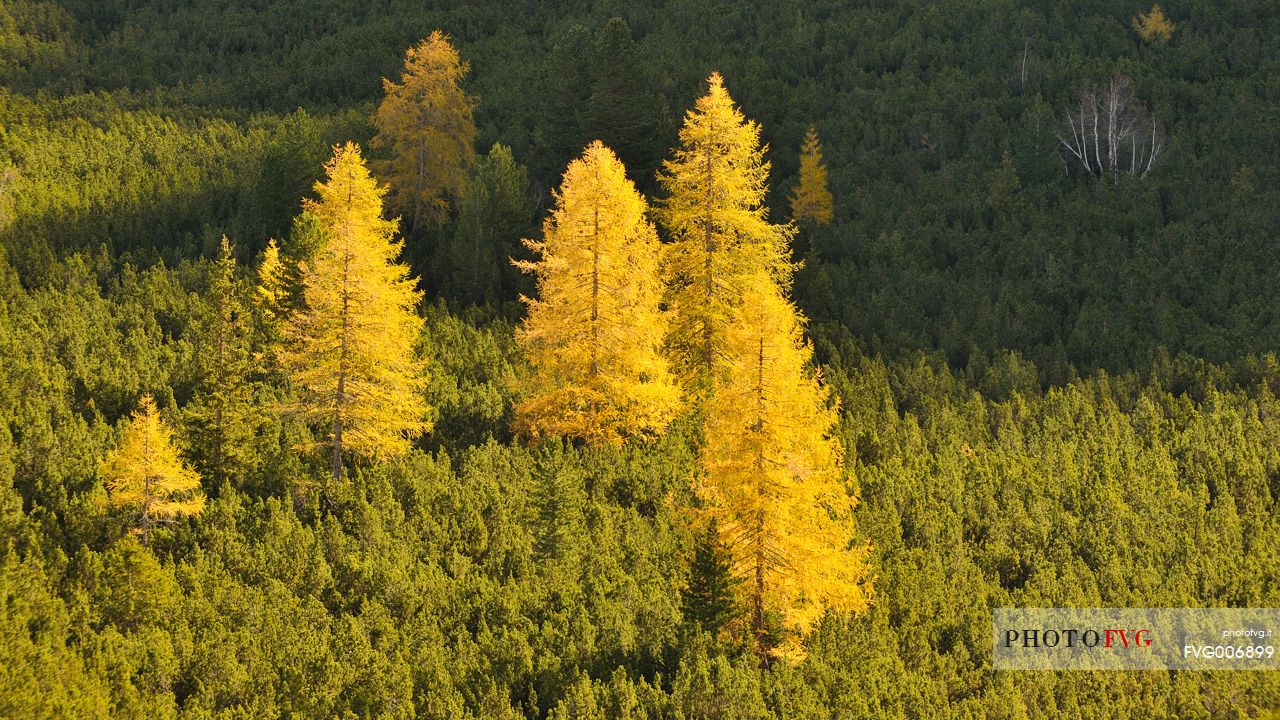 the gold of larchs in autumn embellishes the woods