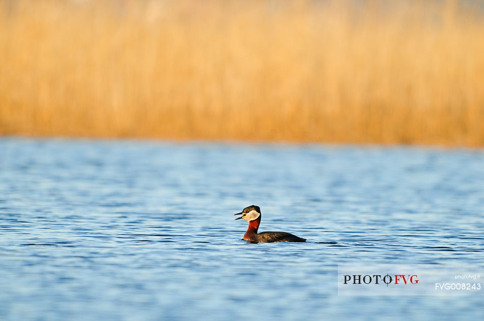 the rare red necked grebe has here its breeding area to the west