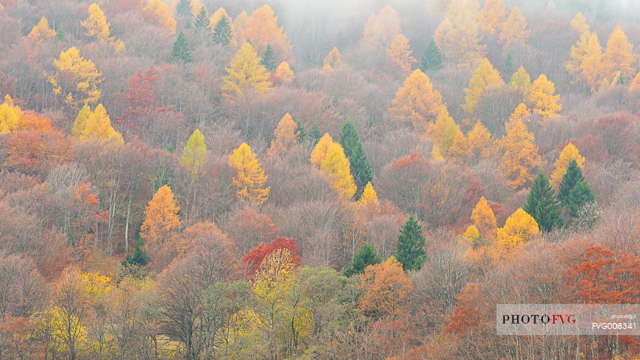 The mixed forest in autumn wears his best dress