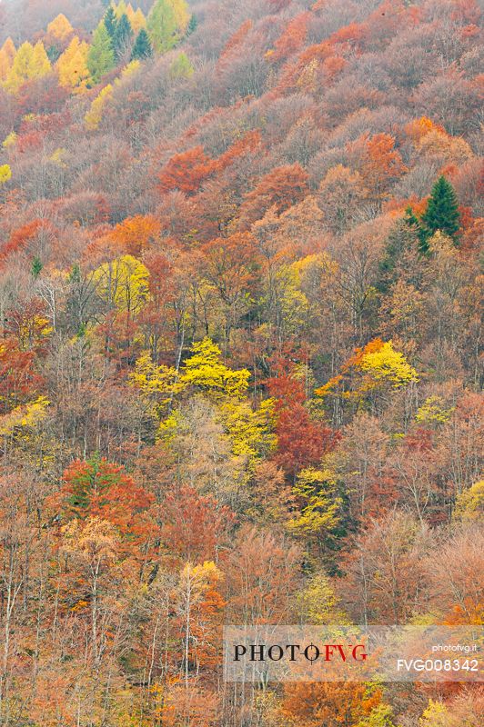 The mixed forest in autumn wears his best dress