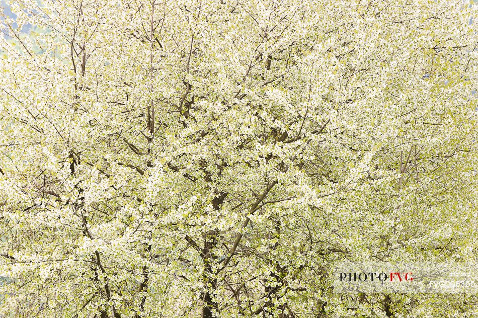 The flowering of wild cherry color of white the wood The flowering of wild cherry color of white the wood