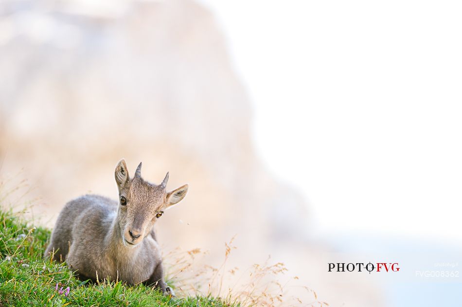 The small ibex is already immediately at ease on steep ledges of the moiuntains