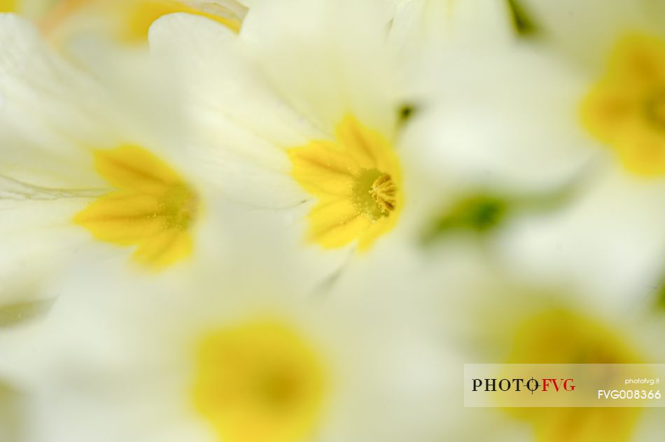 The flowering of primrose heralding the arrival of spring