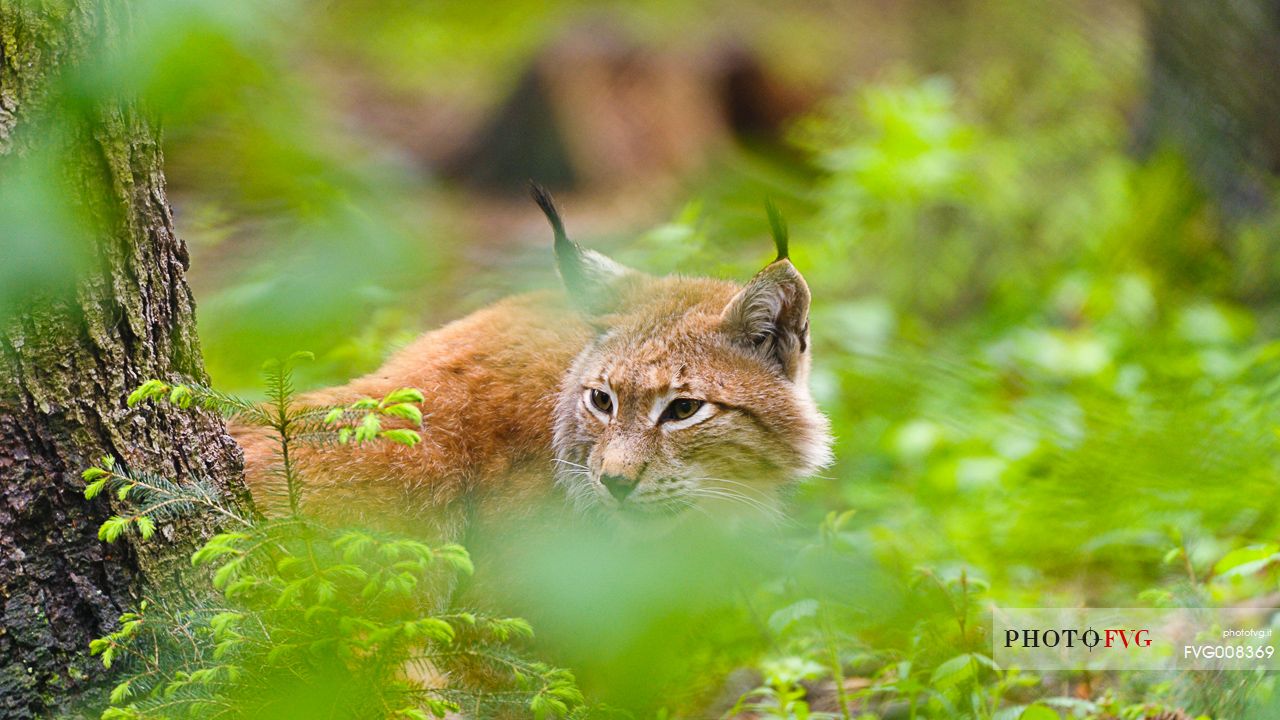 The furtive look of the lynx, the invisible predator of the woods