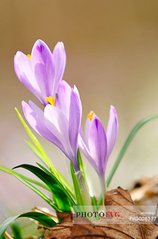 The crocus check with strength of the undergrowth still mindful of the harsh winter