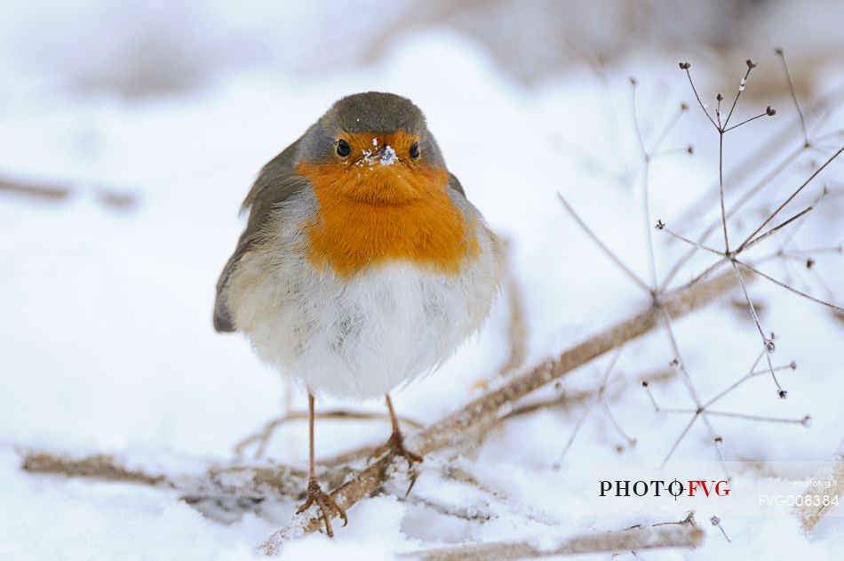 The brave robin does not intimidate the cold winter