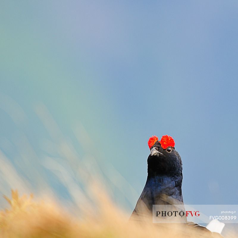 The male grouse oversees the leek 