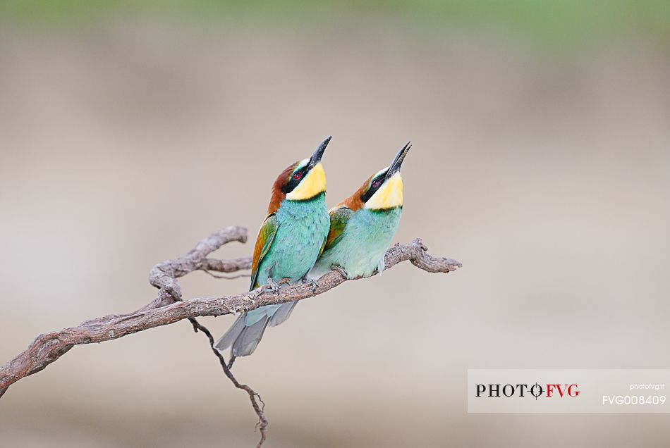 The Bee-eaters, from Africa, are the most colorful birds in our avifauna