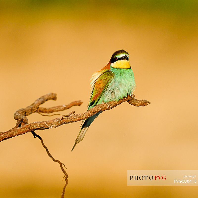 The Bee-eaters, from Africa, are the most colorful birds in our avifauna