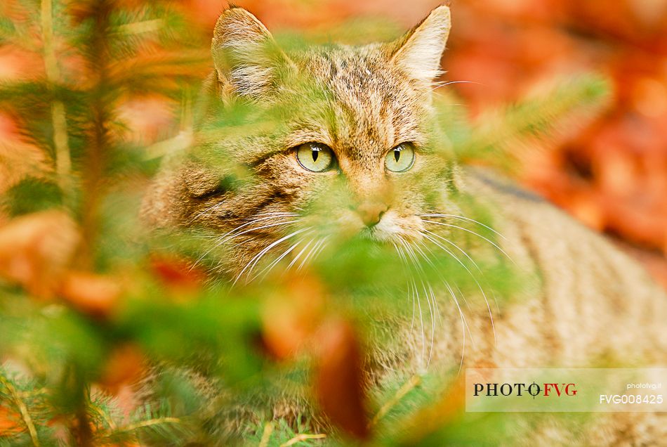 The Wildcat, elusive predator of the forest