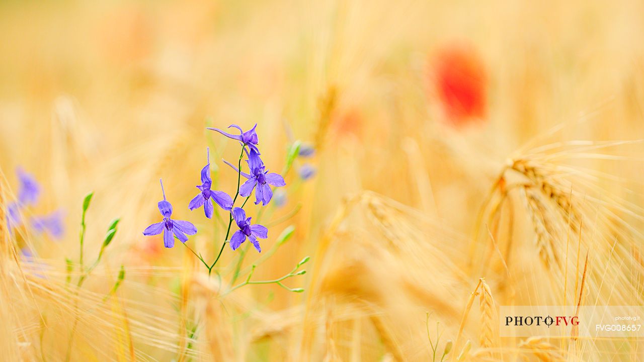 The spontaneous flowering makes plans Castellucio Norcia a show not to be missed