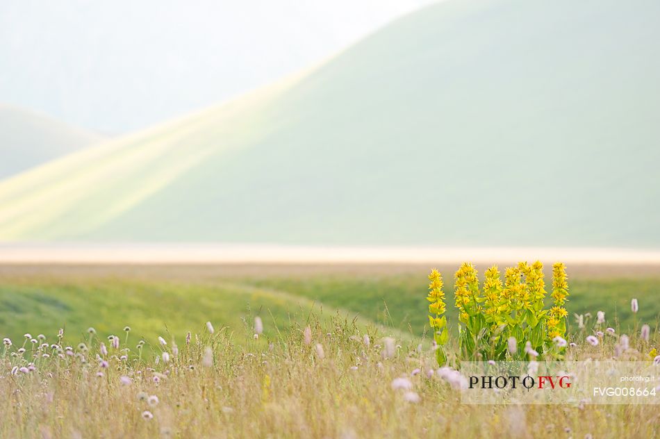 The spontaneous flowering makes plans Castellucio Norcia a show not to be missed