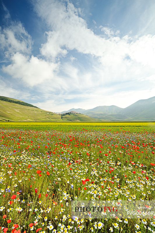 The spontaneous flowering makes plans Castellucio Norcia a show not to be missed