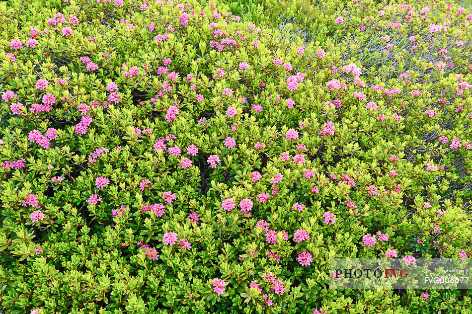 The blooming of rodedendron cloaked alpine pastures