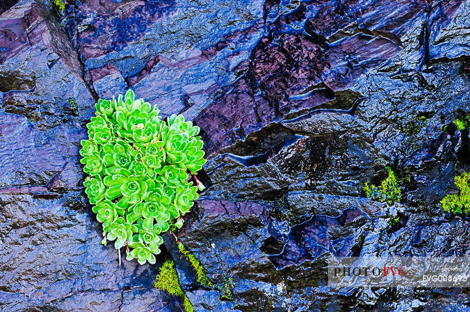 La natura da dimostrazione della forza della vita tra le rocce