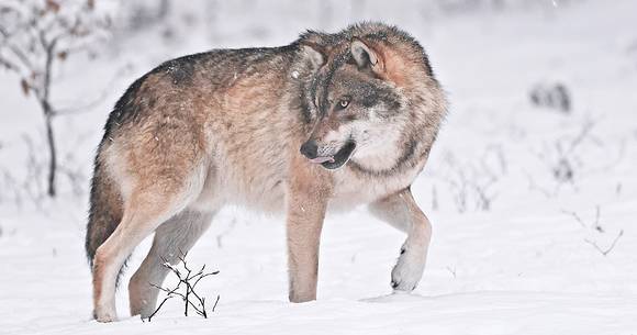 Wolf (canis lupus) in the
forest under an intense snowfall