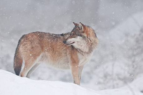 Wolf (canis lupus) in the
forest under an intense snowfall