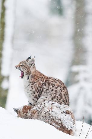 Lynx
(lynx lynx) in the forest