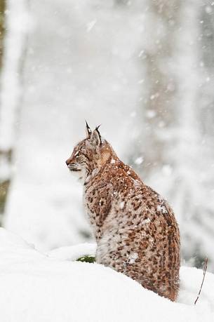 Lynx
(lynx lynx) in the forest