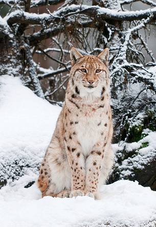 Lynx
(lynx lynx) in the forest