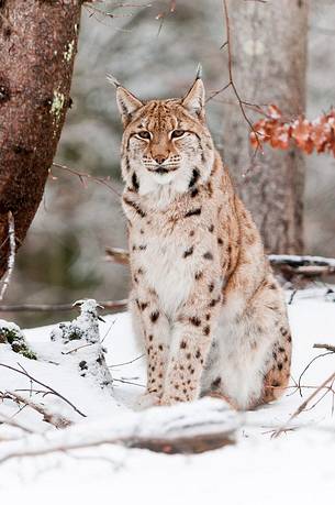 Lynx
(lynx lynx) in the forest