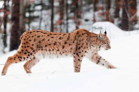 Lynx
(lynx lynx) in the forest